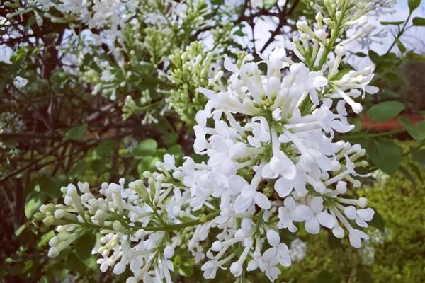 丁香花的形状，形状和五角星或四角星相似