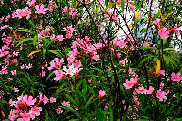夹竹桃的花语，寓意友情与咒骂等
