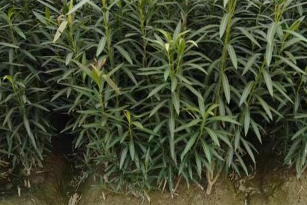 夹竹桃的花语，寓意友情与咒骂等