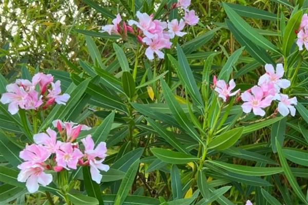 夹竹桃的花语，寓意友情与咒骂等