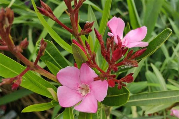 夹竹桃的花语，寓意友情与咒骂等