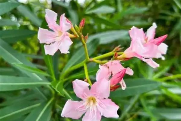 夹竹桃的花语，寓意友情与咒骂等