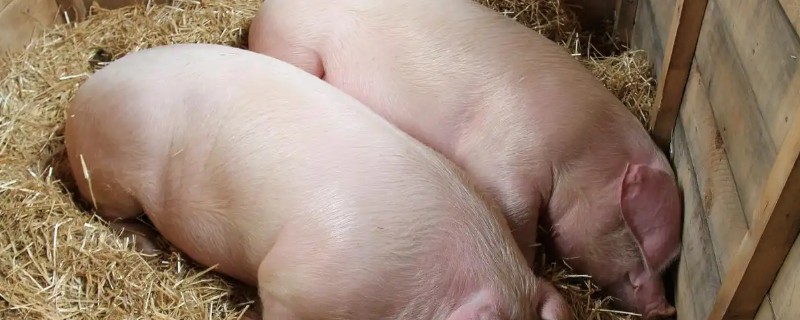 瘦肉猪跟肥肉猪的区别，外观和吃法均不同