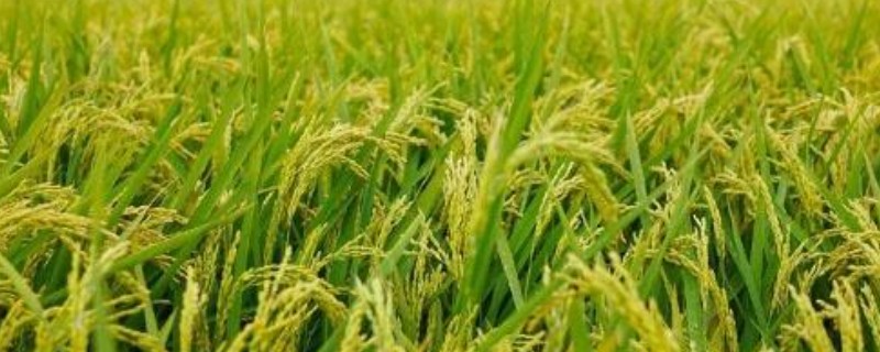 水稻趴秧了怎么解决，可喷施叶面肥
