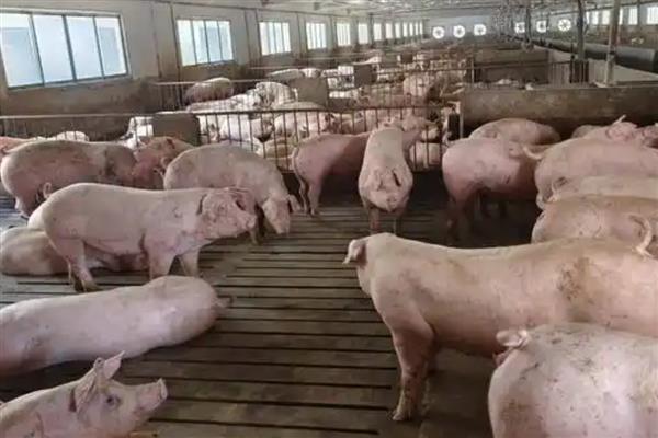 瘦肉猪跟肥肉猪的区别，外观和吃法均不同