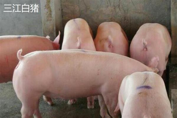 瘦肉猪跟肥肉猪的区别，外观和吃法均不同