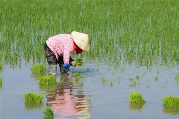 水稻趴秧了怎么解决,可喷施叶面肥