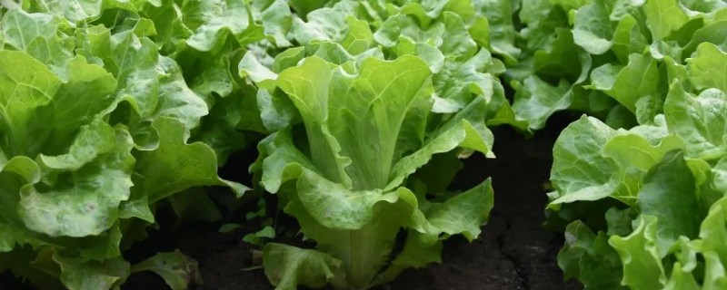 蔬菜的种类，分为芽苗类、叶菜类等