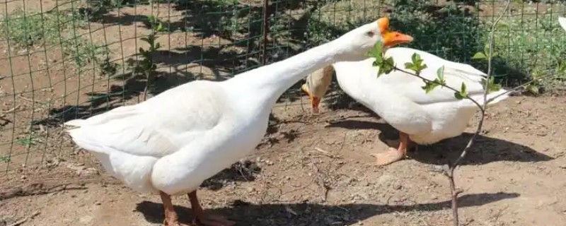 鹅是怎么看公母的，可通过体型和羽毛来分辨