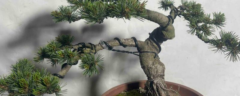 五针松盆景叶枯病的症状，发病初期针叶呈发黄