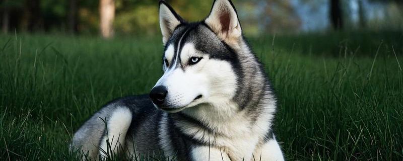 哈士奇和狼有没有关系，哈士奇和狼是有关系的