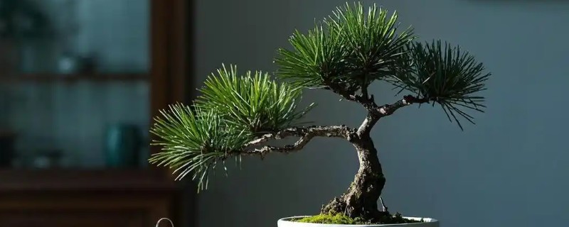 树木主干如何增粗，可摘掉顶芽