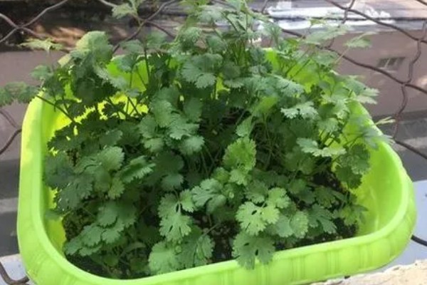 盆栽香菜长的细的原因，可能是土壤不适所致