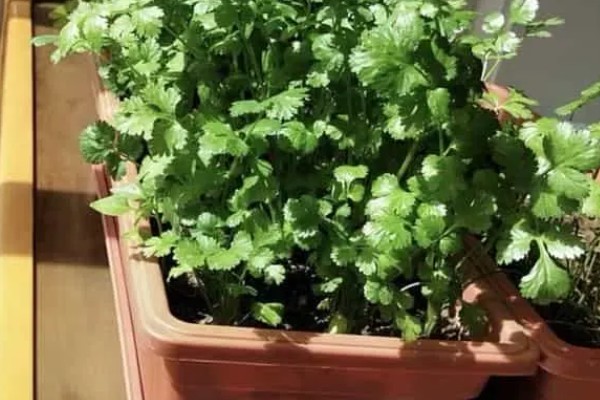 盆栽香菜长的细的原因，可能是土壤不适所致