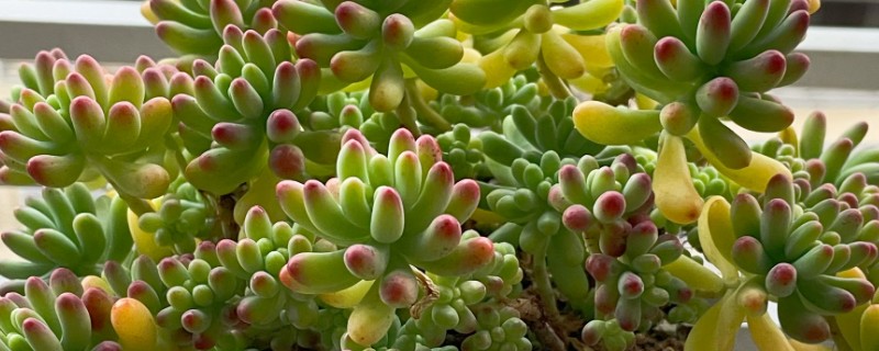 乙女心和八千代的区别,八千代的叶片黄色中夹杂着绿色