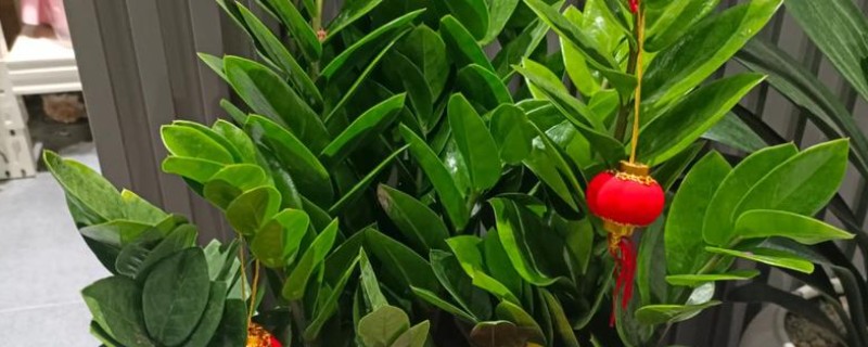 发财树受冻了下垂怎么处理，需要及时移入室内养护