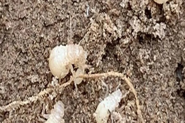怎样孵化金蝉卵枝，用喷雾器喷洒清水保持卵枝的湿度