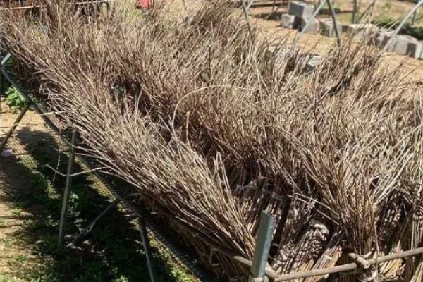 怎样孵化金蝉卵枝，用喷雾器喷洒清水保持卵枝的湿度