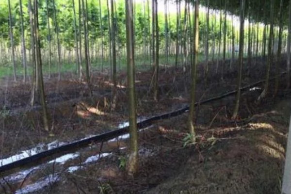 怎样孵化金蝉卵枝，用喷雾器喷洒清水保持卵枝的湿度