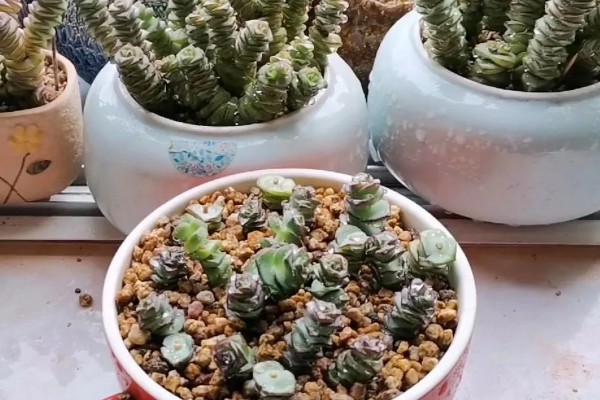 多肉钱串子如何扦插，剪下带有叶子的茎段作为插穗