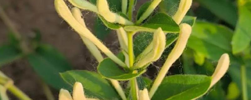 金银花和金银木是什么关系，形态相同但科属不同