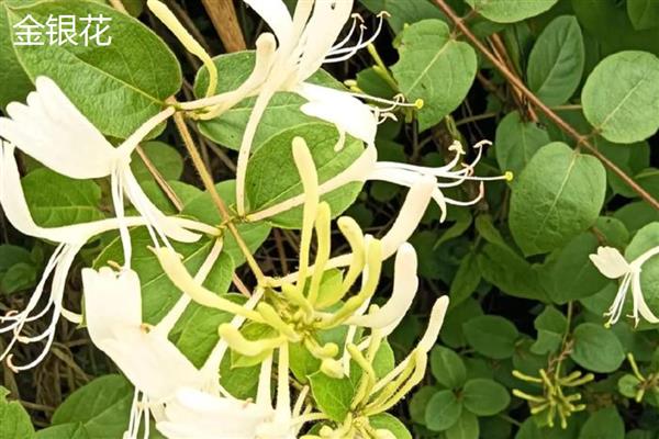 金银花和金银木是什么关系,形态相同但科属不同