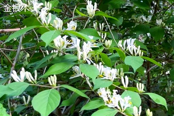 金银花和金银木是什么关系,形态相同但科属不同