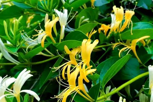 金银花和金银木是什么关系,形态相同但科属不同