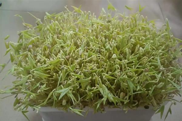 蔬菜的种类，分为芽苗类、叶菜类等