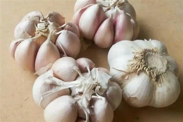 蔬菜的种类，分为芽苗类、叶菜类等