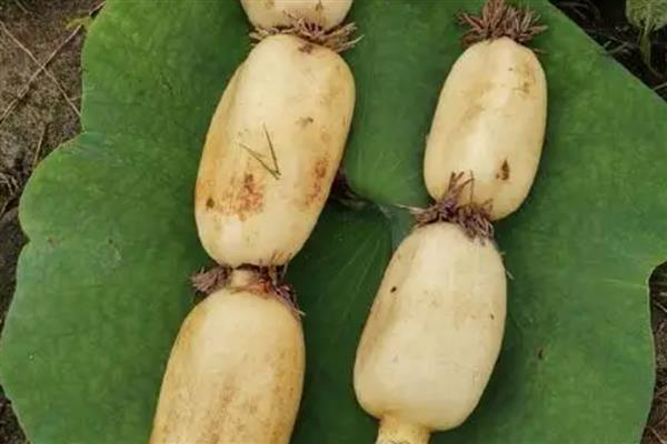 蔬菜的种类，分为芽苗类、叶菜类等