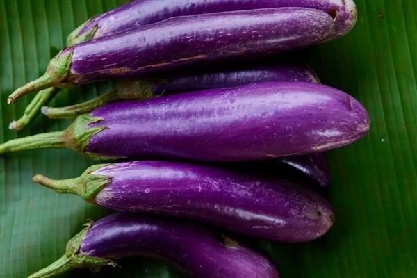 蔬菜的种类，分为芽苗类、叶菜类等