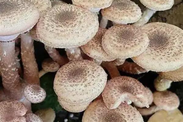 蔬菜的种类，分为芽苗类、叶菜类等