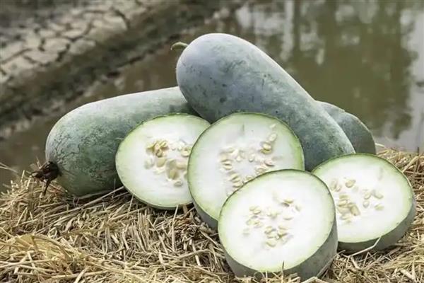 蔬菜的种类，分为芽苗类、叶菜类等