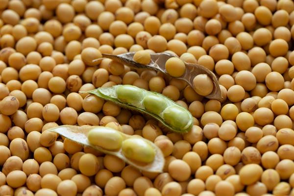 蔬菜的种类，分为芽苗类、叶菜类等