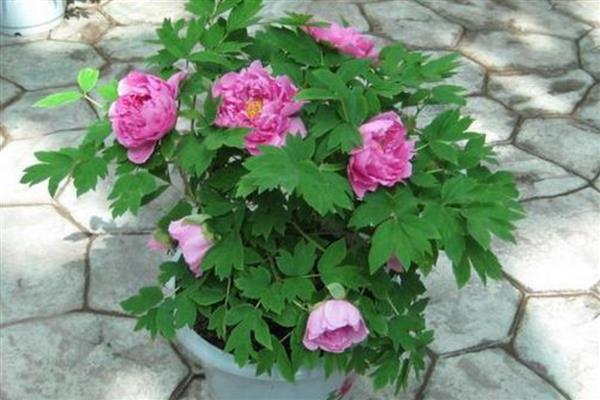芍药盆栽如何种植，生长期间需每隔7天浇一次水