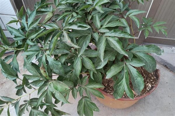 芍药盆栽如何种植，生长期间需每隔7天浇一次水