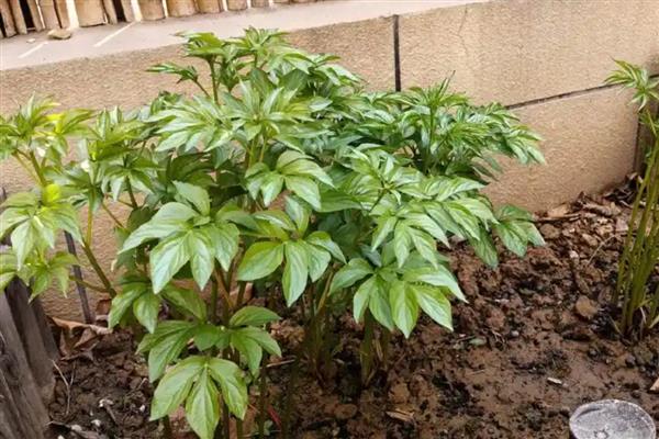 芍药盆栽如何种植，生长期间需每隔7天浇一次水