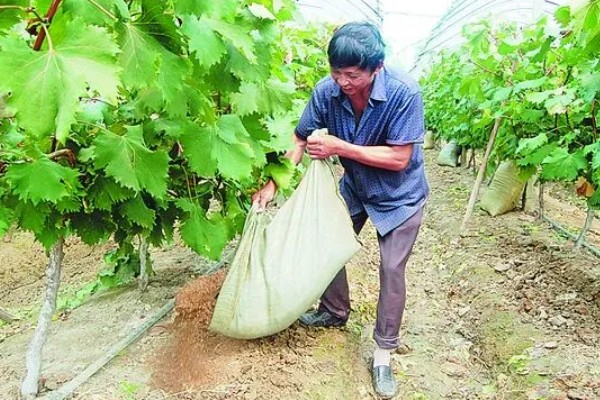 葡萄树的过冬方法，对根部培土能起到防寒效果