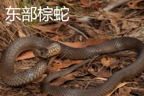 蓝长腺珊瑚蛇有没有毒,蓝长腺珊瑚蛇有毒
