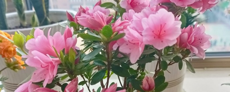 腊皮杜鹃简介，也就是杜鹃花