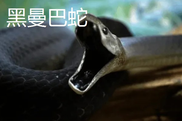 蓝长腺珊瑚蛇有没有毒,蓝长腺珊瑚蛇有毒
