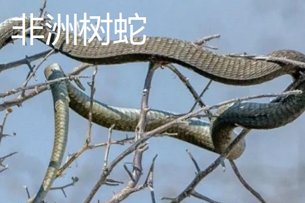 蓝长腺珊瑚蛇有没有毒,蓝长腺珊瑚蛇有毒