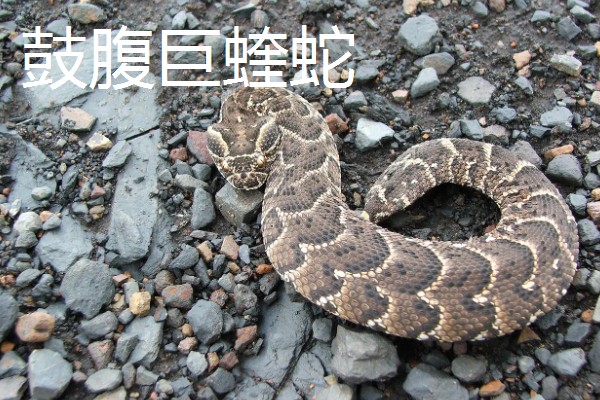 蓝长腺珊瑚蛇有没有毒,蓝长腺珊瑚蛇有毒