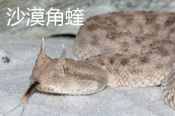 蓝长腺珊瑚蛇有没有毒,蓝长腺珊瑚蛇有毒