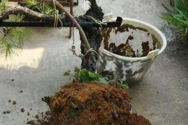 树木主干如何增粗，可摘掉顶芽
