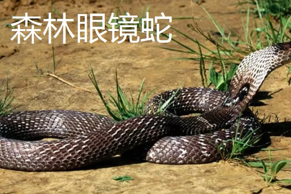蓝长腺珊瑚蛇有没有毒,蓝长腺珊瑚蛇有毒