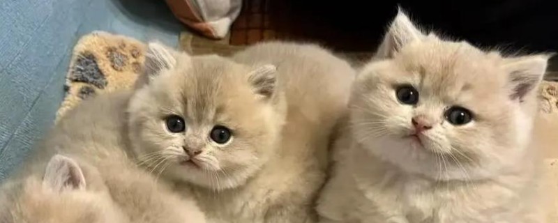 猫瘟临死前的表现，表现为频繁而又剧烈的呕吐腹泻