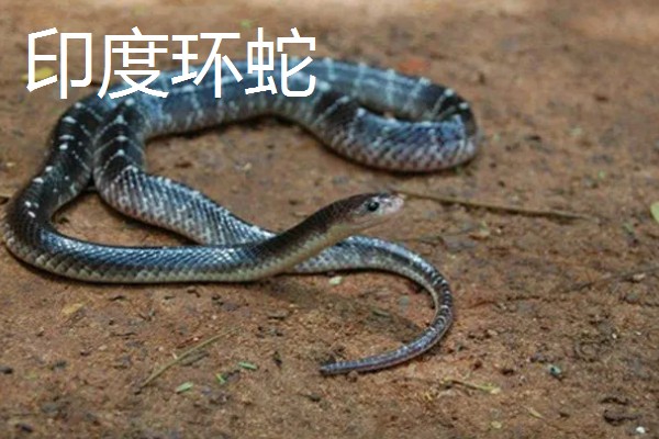 蓝长腺珊瑚蛇有没有毒,蓝长腺珊瑚蛇有毒