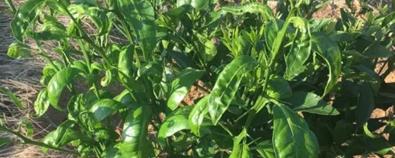 茶黄蓟马的防治方法，使用黄色或蓝色粘虫板可以诱杀成虫